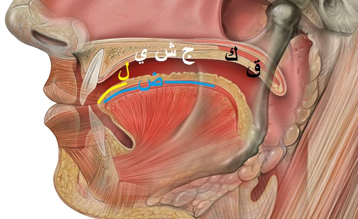 learn tajweed rules with expert Islamic teachers