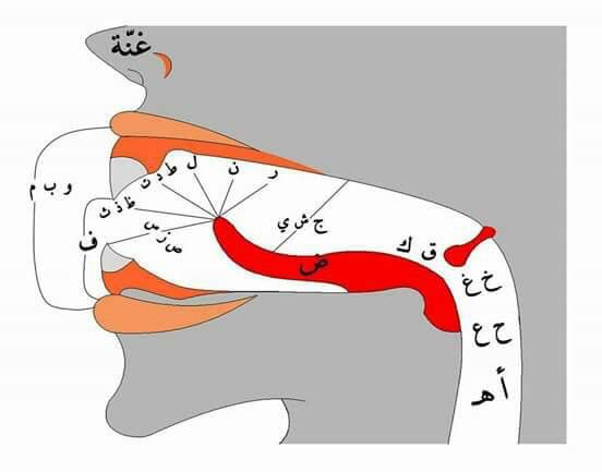 learn tajweed rules with expert Islamic teachers